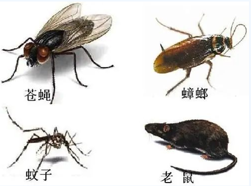 病媒生物監測
